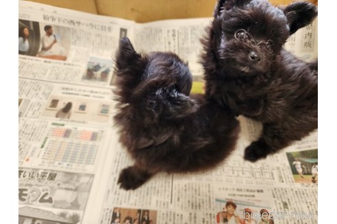 成約済の愛知県のミックス犬-249868の2枚目