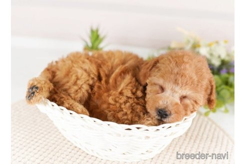 成約済の神奈川県のトイプードル-252751の5枚目