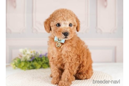 成約済の神奈川県のトイプードル-252751の2枚目