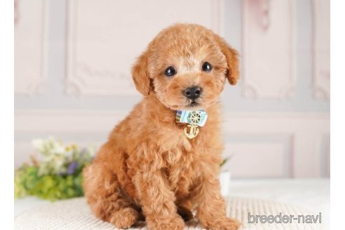 成約済の神奈川県のトイプードル-252751の3枚目