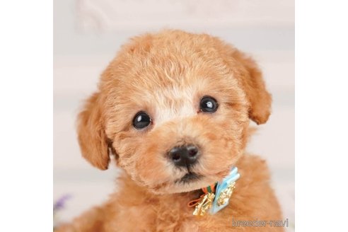 成約済の神奈川県のトイプードル-252751