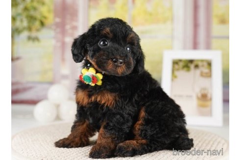 成約済の神奈川県のトイプードル-252758の2枚目