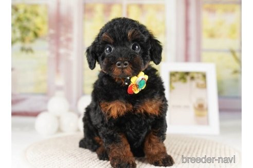 成約済の神奈川県のトイプードル-252758の3枚目