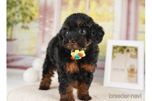 成約済の神奈川県のトイプードル-252758の4枚目