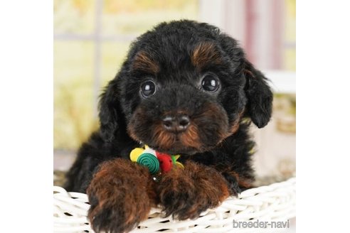 成約済の神奈川県のトイプードル-252758