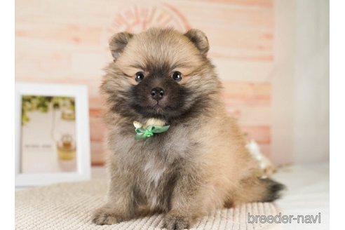 成約済の神奈川県のポメラニアン-252760の3枚目