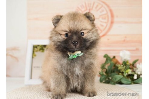 成約済の神奈川県のポメラニアン-252760の4枚目