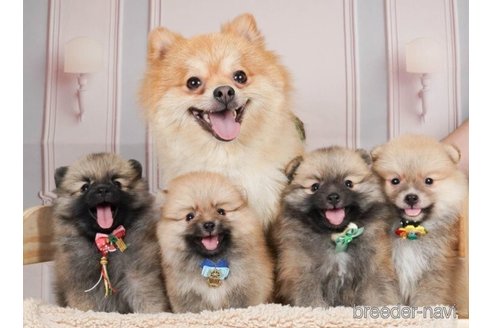 成約済の神奈川県のポメラニアン-252760の5枚目