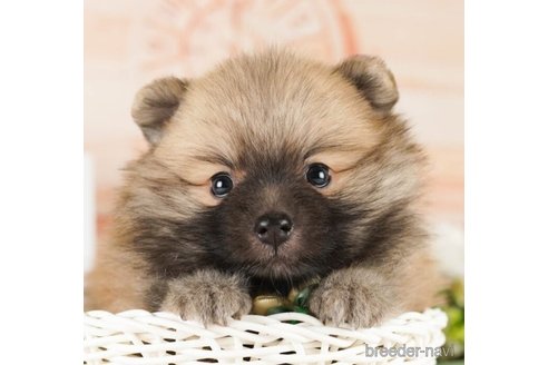 成約済の神奈川県のポメラニアン-252760の6枚目