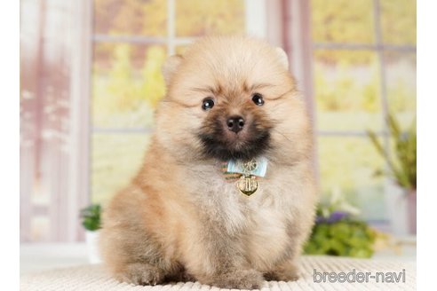 成約済の神奈川県のポメラニアン-252762の4枚目