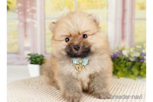 成約済の神奈川県のポメラニアン-252762の5枚目