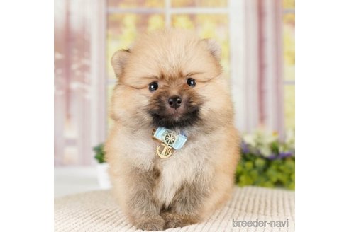 成約済の神奈川県のポメラニアン-252762の3枚目