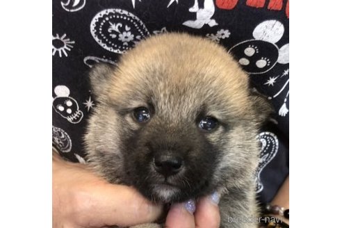 成約済の富山県の柴犬-252774の1枚目