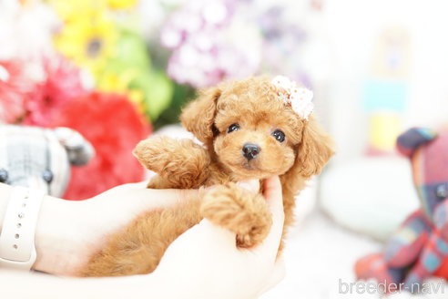 成約済の埼玉県のトイプードル-252804の3枚目