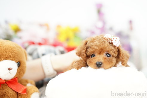 成約済の埼玉県のトイプードル-252804の2枚目