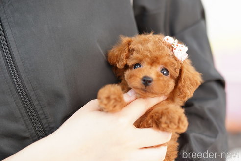 成約済の埼玉県のトイプードル-252804