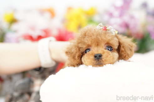 成約済の埼玉県のトイプードル-252812の5枚目