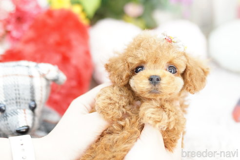 成約済の埼玉県のトイプードル-252812の4枚目