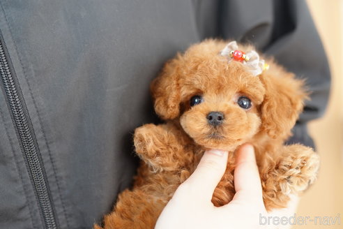 成約済の埼玉県のトイプードル-252812の3枚目