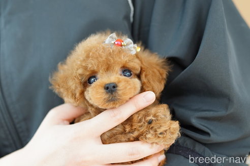 成約済の埼玉県のトイプードル-252812の2枚目