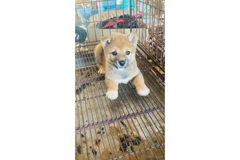 成約済の茨城県の豆柴-252817の4枚目