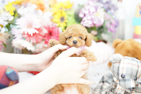 成約済の埼玉県のトイプードル-252815の4枚目