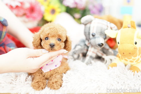 成約済の埼玉県のトイプードル-252815の3枚目