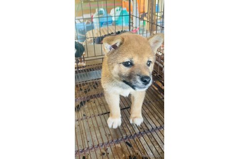 成約済の茨城県の豆柴-252817の3枚目