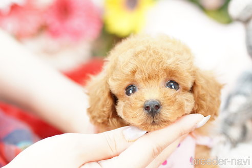 成約済の埼玉県のトイプードル-252815の1枚目