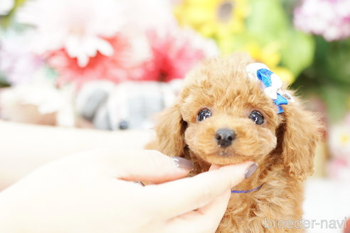 成約済の埼玉県のトイプードル-252818の3枚目