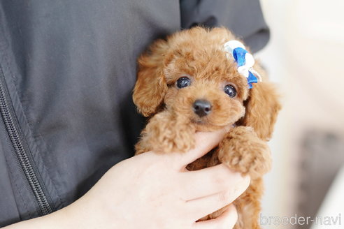 成約済の埼玉県のトイプードル-252818の1枚目