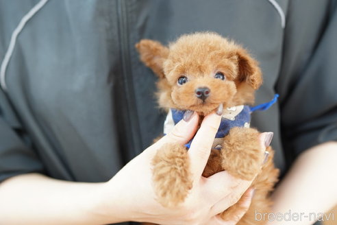 成約済の埼玉県のトイプードル-252819の4枚目