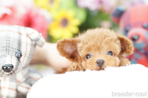 成約済の埼玉県のトイプードル-252819の2枚目