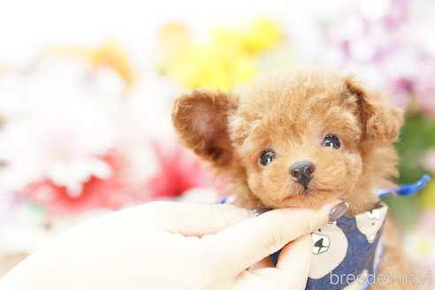 成約済の埼玉県のトイプードル-252819の1枚目