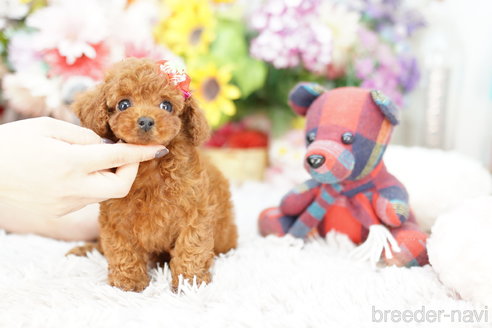 成約済の埼玉県のトイプードル-252820の4枚目