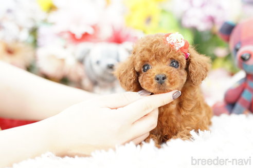 成約済の埼玉県のトイプードル-252820の3枚目