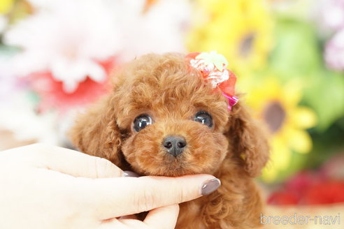 成約済の埼玉県のトイプードル-252820の2枚目