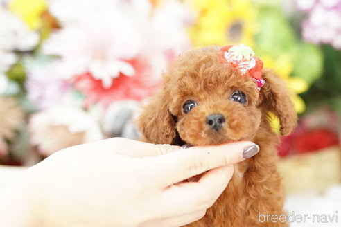 成約済の埼玉県のトイプードル-252820の1枚目