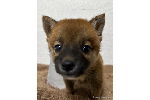 成約済の静岡県の柴犬-252854の2枚目