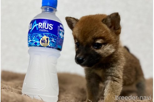 成約済の静岡県の柴犬-252854の1枚目