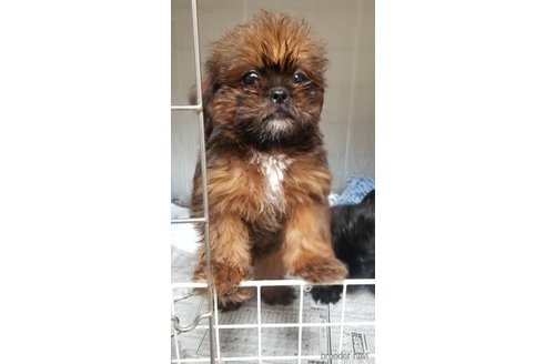成約済の愛知県のミックス犬-244985の1枚目