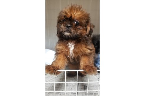 成約済の愛知県のミックス犬-244985の2枚目