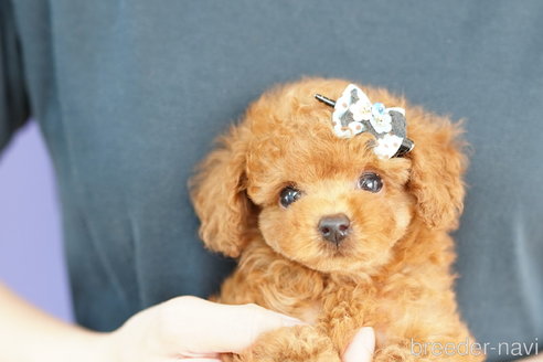 成約済の埼玉県のトイプードル-252962の4枚目