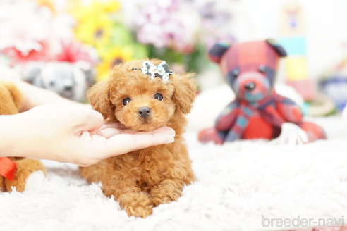 成約済の埼玉県のトイプードル-252962の3枚目