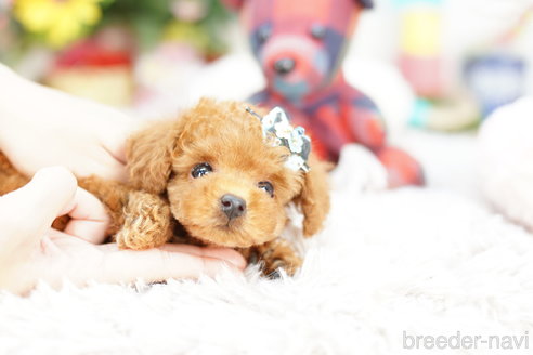 成約済の埼玉県のトイプードル-252962の2枚目