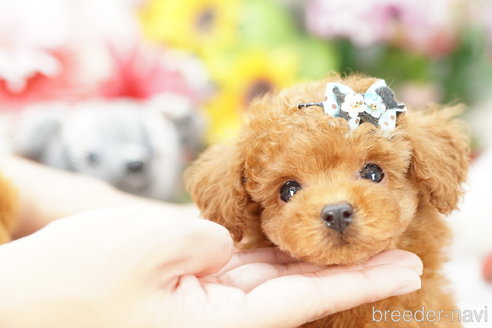 成約済の埼玉県のトイプードル-252962の1枚目