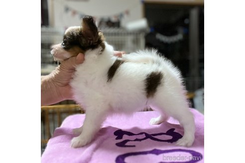 成約済の千葉県のパピヨン-252967の11枚目