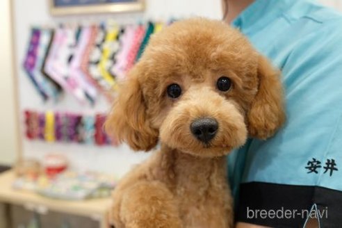 成約済の滋賀県のトイプードル-252970の5枚目