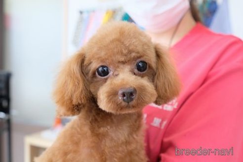 成約済の滋賀県のトイプードル-252983の5枚目