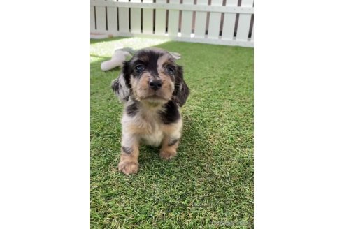 成約済の福岡県のカニンヘンダックスフンド(ロングヘアード)-253009の9枚目